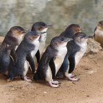 Kangaroo Island Penguins