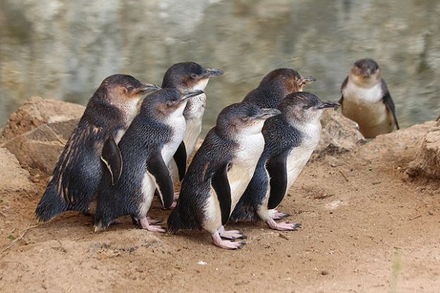 Kangaroo Island Penguins